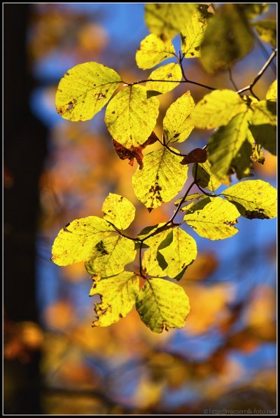 405x600xIMG_0158-as-Smart-Object-1_m.jpg.pagespeed.ic.pegWmdt7hJ