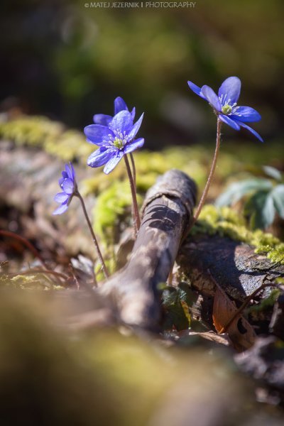 Jetrnik, Anemone hepatica