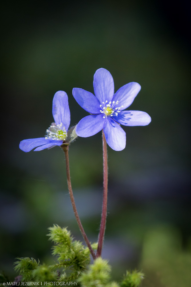 Jetrnik, Anemone hepatica