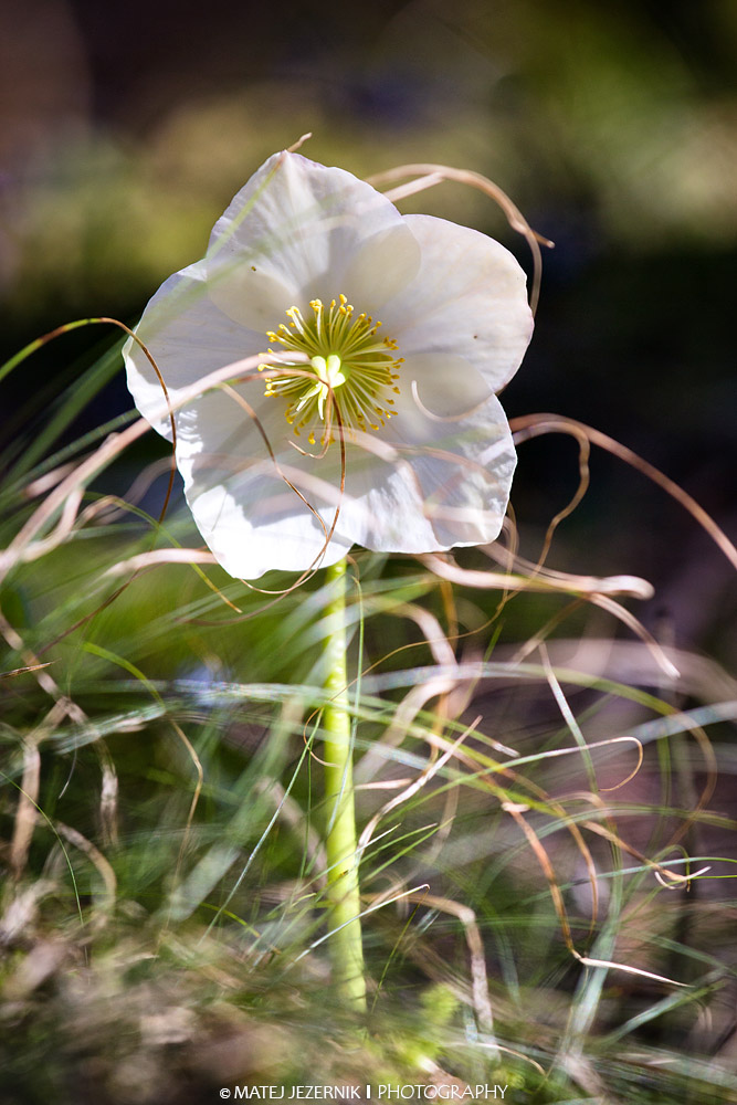 Teloh, Hellebore