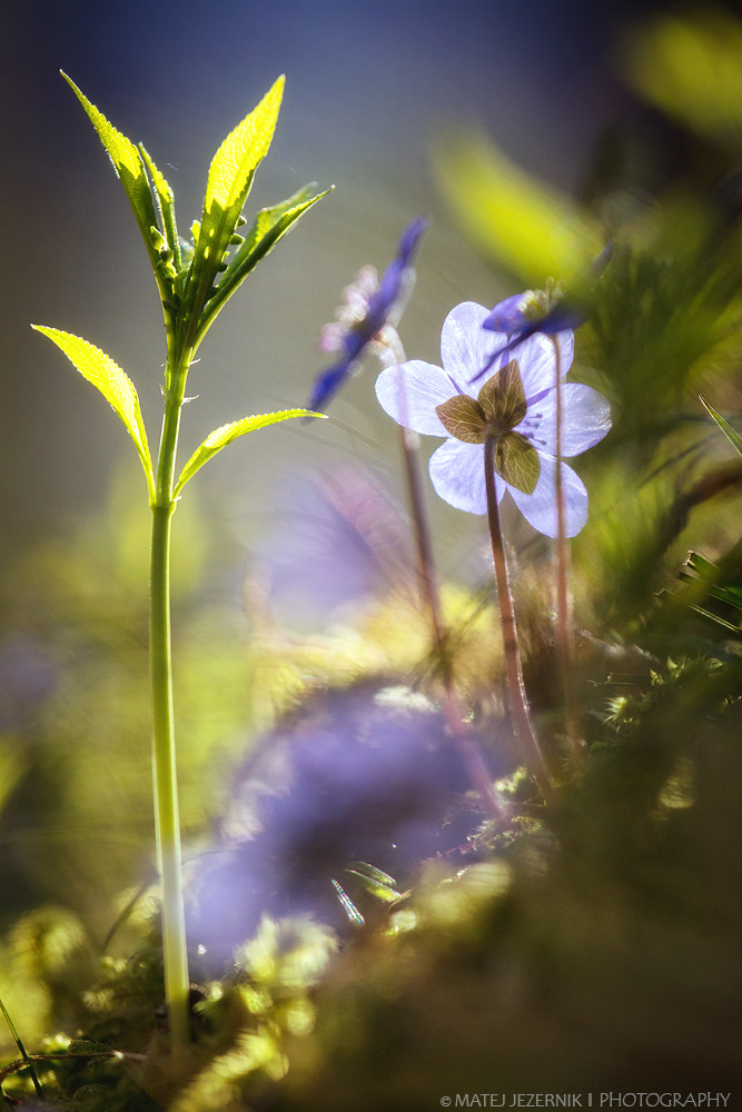 Spomladansko cvetje. Spring flowers