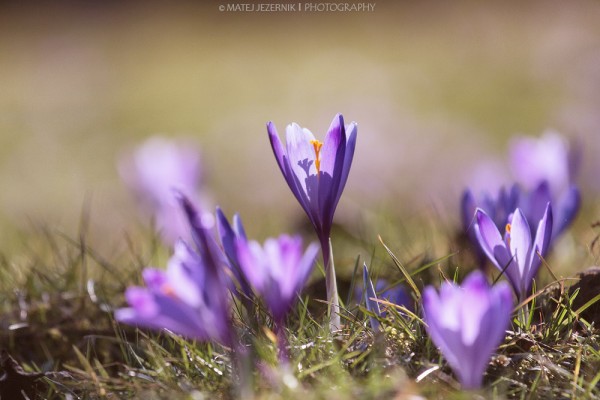 Spomladanski žafrani, Spring saffrons. 