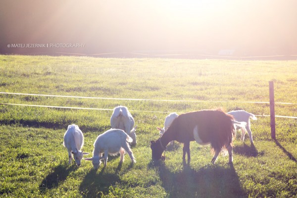 Some goats grazing grass. Direct sunlight emphasizes their shape. 
