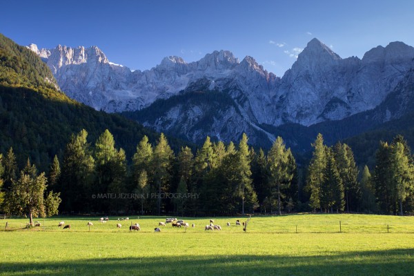 A herd of Sheep on the sunny meadow in front of Martujška skupina which belongs to Julian Alps. 
