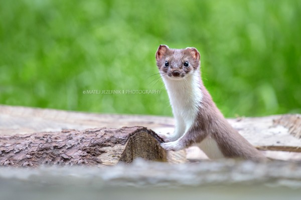 Short-tailed weasel having a break and staring at me after playing arround nearby. 