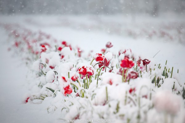Red tulips flourish in the middle of the dense late april snowfall. 