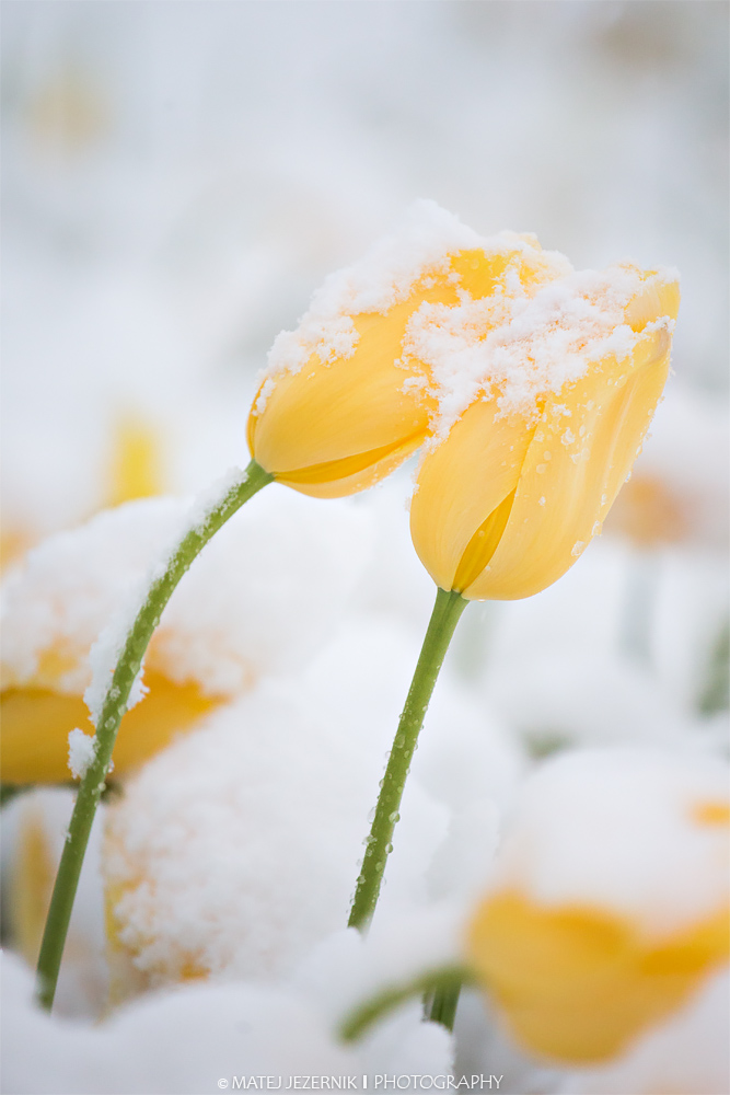 Tulips_in_snow.jpg
